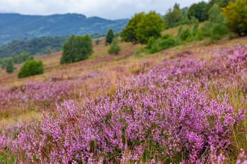 Naklejka premium Unique landscape of the Carpathian Mountains with mass flowering heather fields (Calluna vulgaris). Flowering Calluna vulgaris (common heather, ling, or simply heather) in the Carpathians.