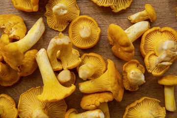 Fresh yellow delicious vegetarian chanterelle mushroom with beautiful texture of its cap on wooden background, conceptual of the autumn or fall season 