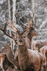 Close up portrait of deer in the snow.