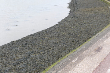 Waterway with promenade covered in seaweed and dull sea beyond