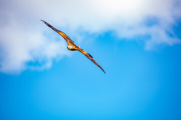 View of red kite in flight