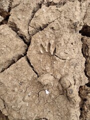 Pegada de mamífero impressa no barro de uma lagoa seca na Caatinga, Nordeste do Brasil.