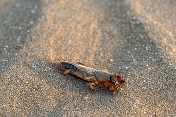 Mole cricket on the sand