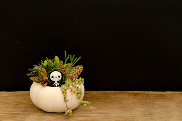 Succulents mix arrangement with skeleton ghost miniature in white pumpkin planter on wooden table ,black background Halloween decoration idea