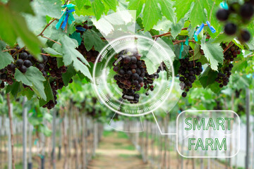 Management, analysis and inspection of the condition of the vineyards with intelligent AI. Smart...