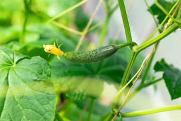 Young plant cucumber with bright green leaves in a greenhouse in the village. Hot sunny summer day. Selective focus. Close-up