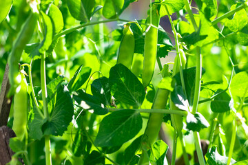 Young pea plant with green leaves and pods, planted in open ground. Hot sunny summer day. Selective focus. Close-up