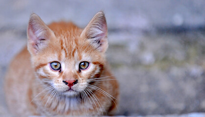 cute stray street kitten portrait