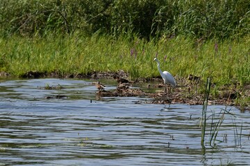 Stojaca czapla nad brzegiem jeziora. W poblizu siedzące kaczki. Krajobraz mazurski. © Lidia