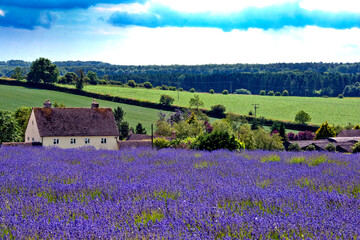 Lavender Field Summer Flowers Cotswolds Gloucestershire England