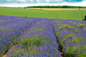 Naklejka na ściany i meble Lavender Field Summer Flowers Cotswolds Gloucestershire England