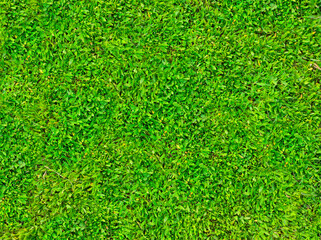 Fototapeta premium Summer green lawn. Texture of green grass. Summer texture. Natural content.