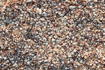 Summer background of wet seashells on beach at dawn in soft sunlight for travel advertisement or summer vacation to sea or to ocean