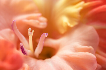 Fototapeta na wymiar Macro photo of beautiful orange natural gladiolus