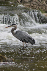great blue heron