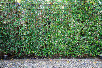 Evergreen plant and tree hedge fence