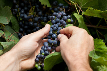 A bunch of dark, ripe grapes growing on a vine held in men's hands.