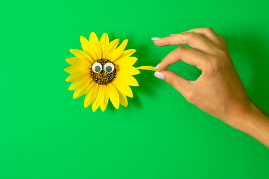 Female hand takes a petal from a sunchoke flower. Minimalistic creative funny nature concept on green background