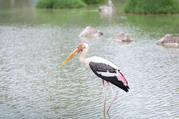 The Painted Stork bird (Mycteria leucocephala) in river