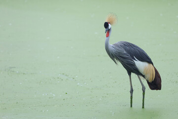 Naklejka premium The beautiful bird in the river