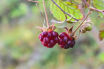 Rubus arcticus or arctic raspberries. - obrazy, fototapety, plakaty