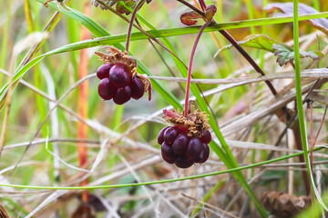 Rubus arcticus or arctic raspberries.
