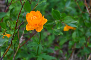 Flowers on the Putorana plateau.