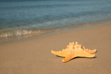 Fototapeta na wymiar Beautiful sea star on sandy beach, space for text