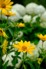 野原に咲く黄色い花。名前知らず