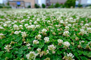 シロツメクサの絨毯(Carpet of white clover)