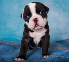 Funny American Bullies puppy on blue background