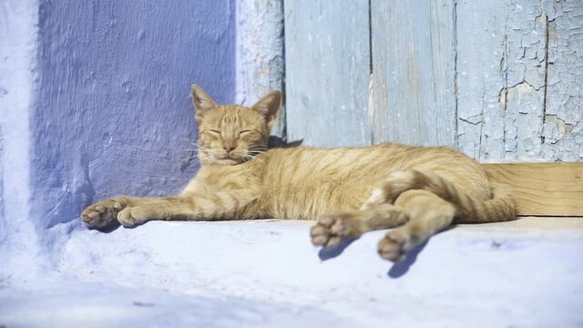 Gato tumbado durmiendo al sol en una puerta azul en chefchaouen