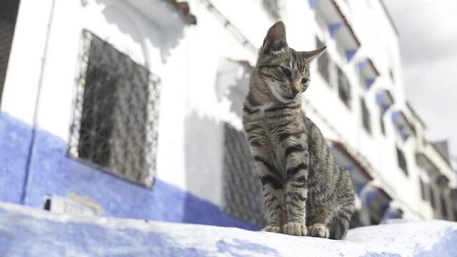 Gato gris de rayas atigrado sentado en el suelo de una calle es Chefchaouen , marruecos