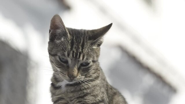 Gato con grandes ojos y pelaje atigrado  observando