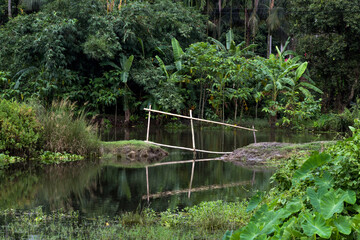a small bamboo made bridge use to cross the wate land