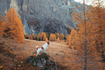 dog in the autumn mountains . Jack Russell Terrier in dolomites Alps. Italian landscape. Hiking...