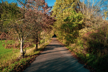 path leading in the forest in autumn