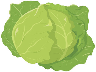 キャベツ