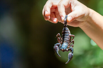 selective focus A large black scorpion in teenage boy's hand holding the tail of a scorpion Dangerous poisonous insects entering the house during the rainy season in Thailand There is space for text.