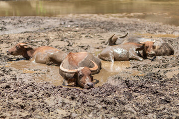 Fototapeta na wymiar The buffalo lays in the mud by the river in the afternoon. Soak in the mud comfortably. Buffalo in Thailand Mud mask to prevent bloodsucking insects. Wild animals. Leave space for text.