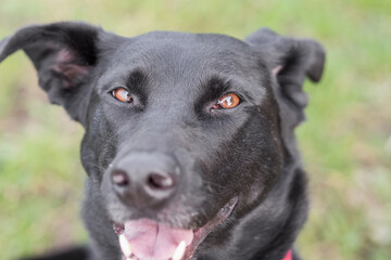 Close up of a mixed breed Labrador looking into the camera