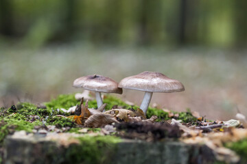 2 mushrooms on a stump