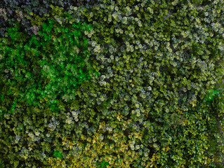 Various types of densely packed green grass textures combine.