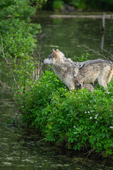 Naklejka na ściany i meble Grey Wolf (Canis lupus) and Pup Stand at Edge of Island Summer