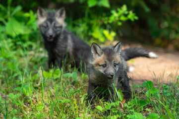 Fototapeta premium Red Fox (Vulpes vulpes) Kits Sit in Grass Near Den Summer