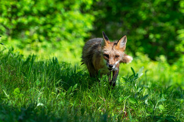 Red Fox (Vulpes vulpes) Trots Forward Through Grass Summer