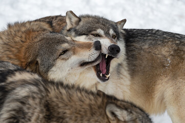 Grey Wolf (Canis lupus) Nuzzles at Packmate Winter