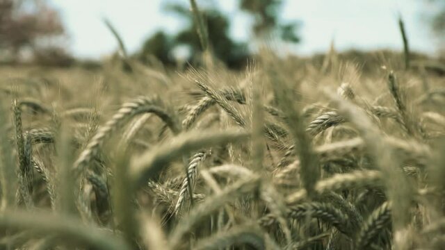 Detalle  del trigo movi&eacute;ndose por el viento en  el campo