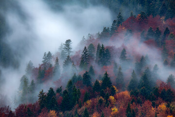 Autumn image with silhouette of forest with dense fog at dusk. Image taken with long exposure technic. 
