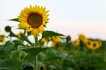 Sunflower in Field Copy Space Right